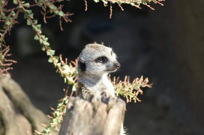 file0003.jpg - Melbourne Zoo