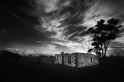 _DSC1009bw