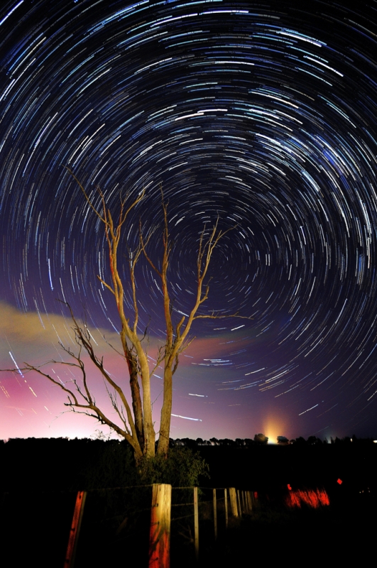 tree.jpg - Near Lovely Banks just outside Geelong.