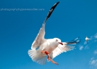 Seagulls