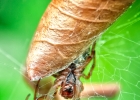 Macro