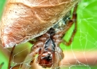 Macro