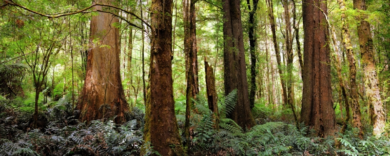 trees1024.jpg
