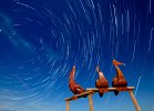 Pelicans