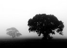 fog