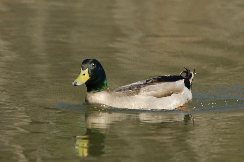 balyang_130.jpg