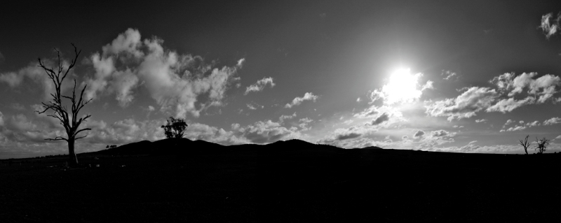 trees6.jpg