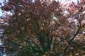 gardens_20