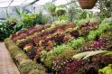 gardens_61