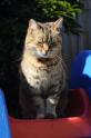 DSC_0824_009_missy