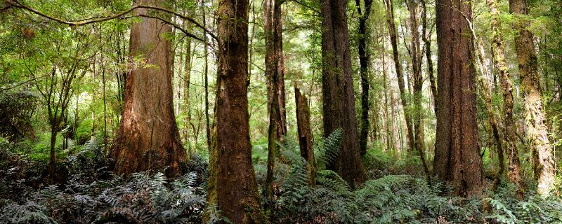 trees.jpg