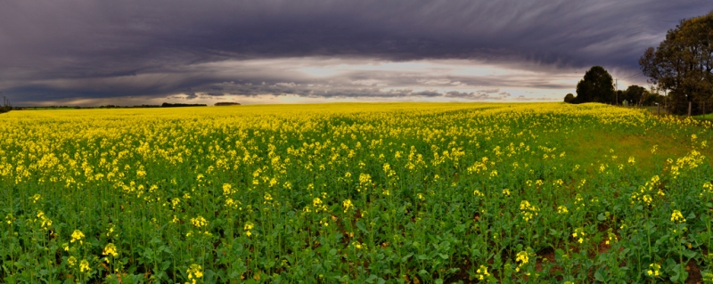 canola15.jpg