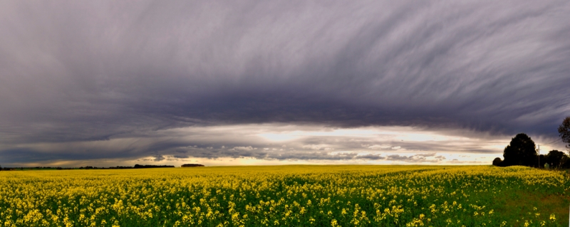 canola17.jpg