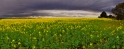 canola15