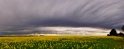 canola17