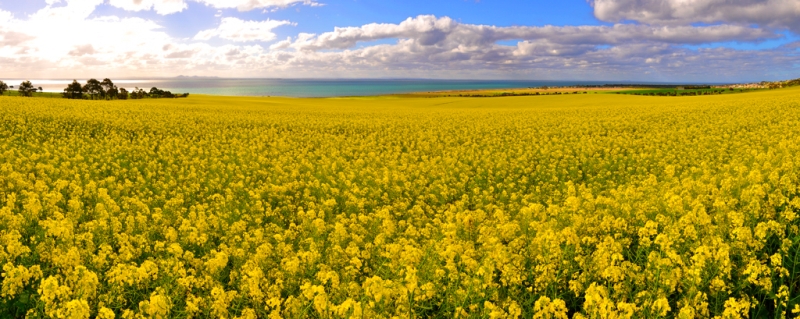 canola14.jpg