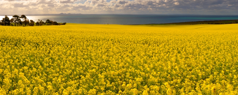 canola17.jpg