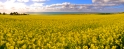 canola14