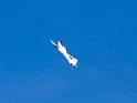 rcplanes_52