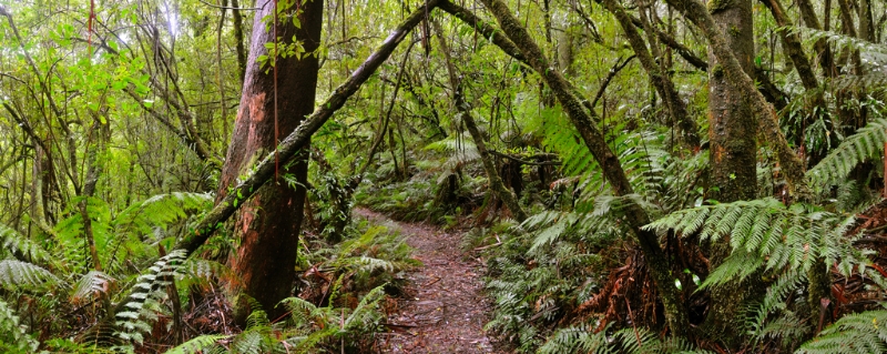 Otways11.jpg
