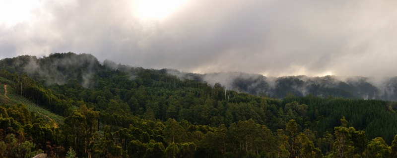 Otways15.jpg