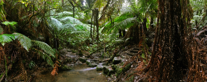 Otways5.jpg