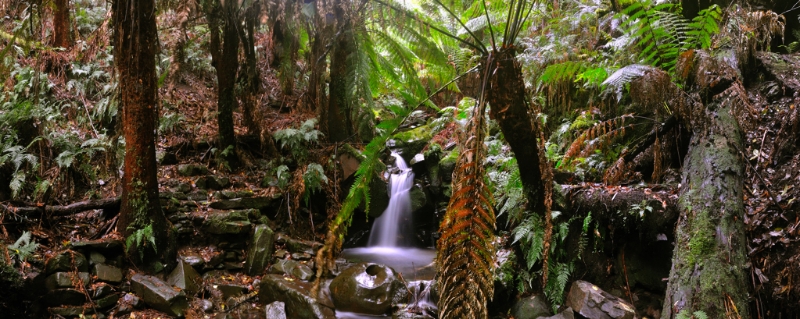 Otways6.jpg